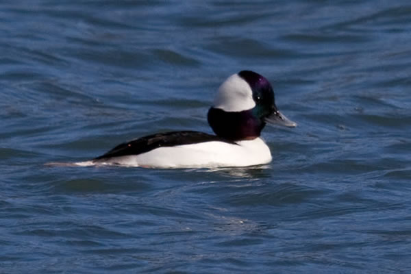 Bufflehead